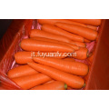 Carota xiamen fresca taglia L